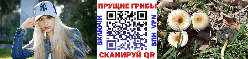 где продают   Липки  гидра зеркало  Псилоцибиновые грибы Cubensis 